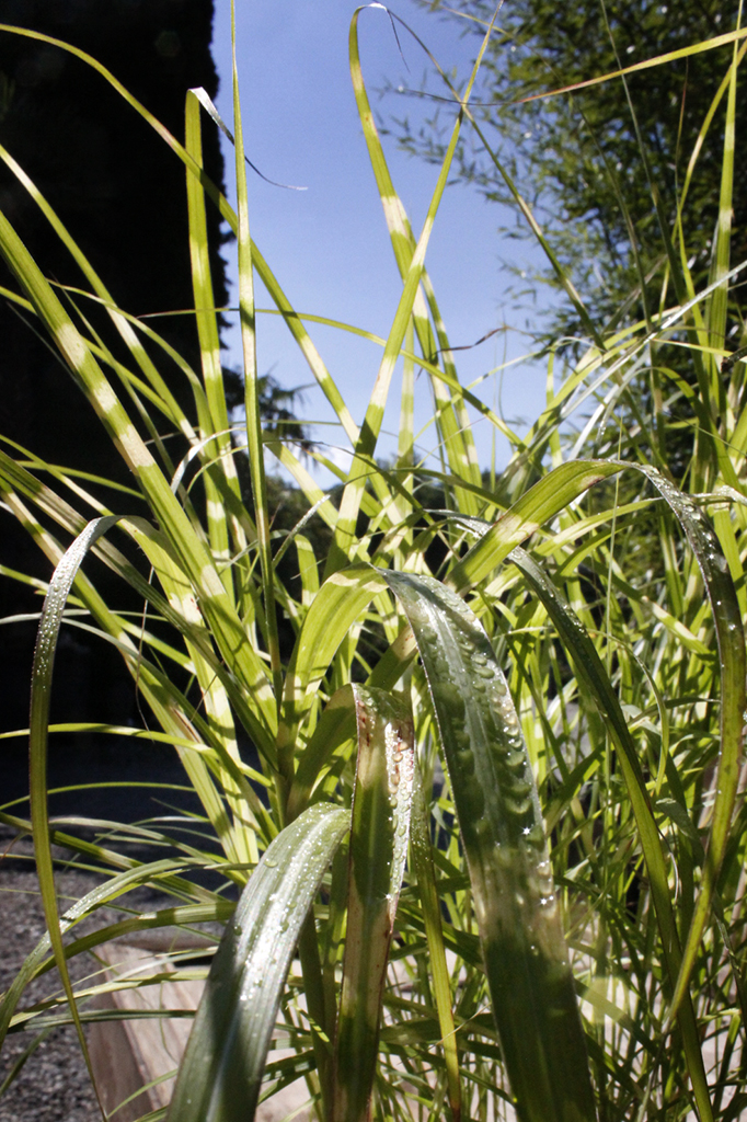 Stachelschweingras, Miscanthus sinensis strictus