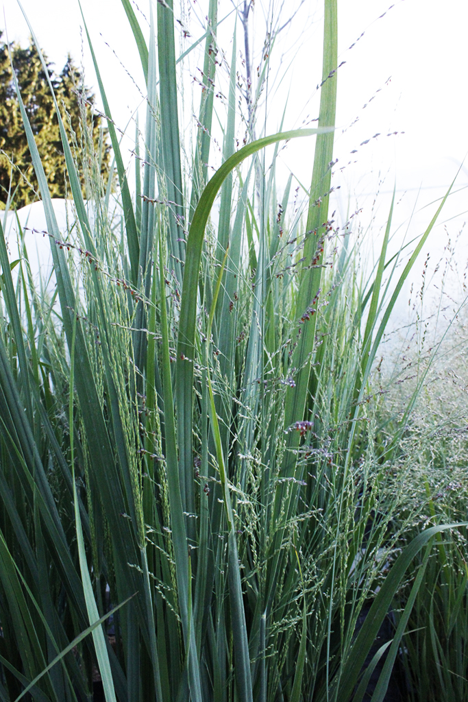 Riesen Rutenhirse, Panicum virgatum Nordwind