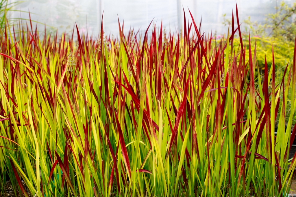 Japanisches Blutgras, Imperata cylindrica Red Baron