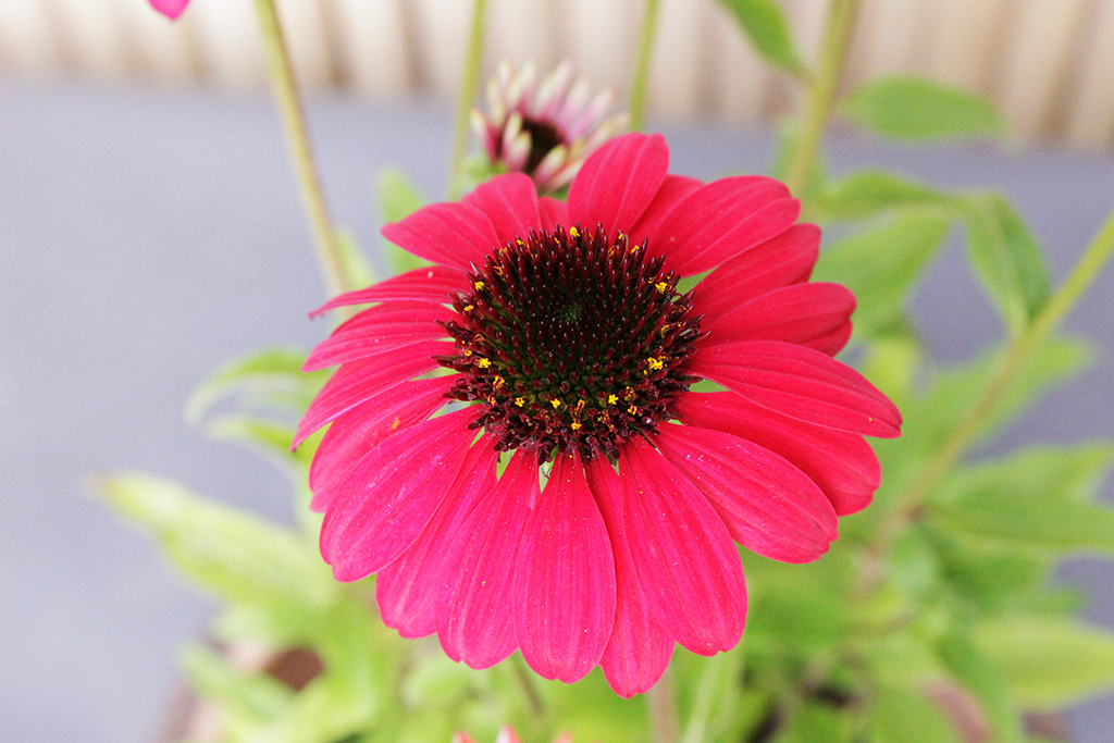 Sonnenhut, Echinacea purpurea in Sorten