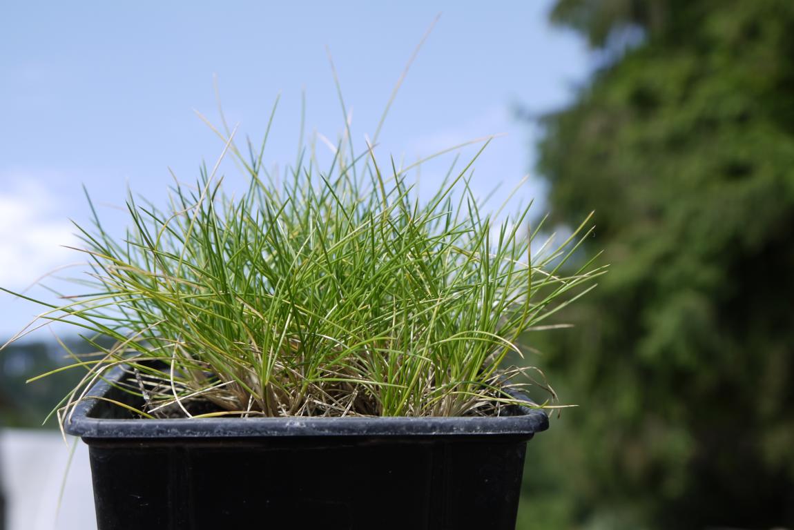 Bärenfell-Schwingel, Festuca gauteri (scoparia)