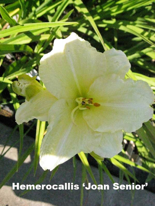 Taglilie, Hemerocallis in Sorten