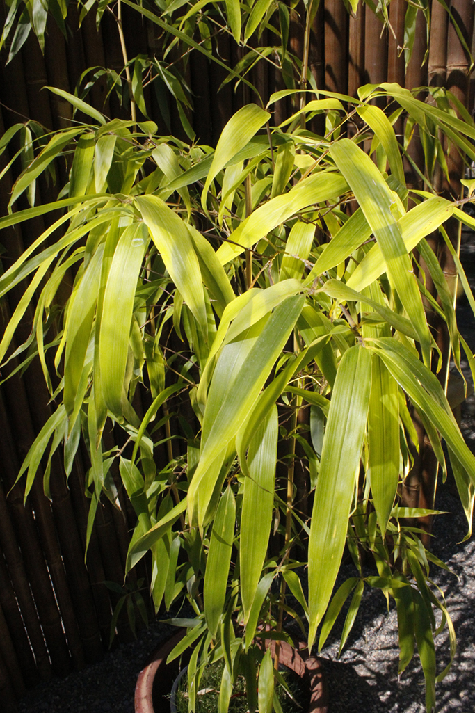 Grüner Furchen Bambus, Phyllostachys vivax Huangwenzhu Inversa