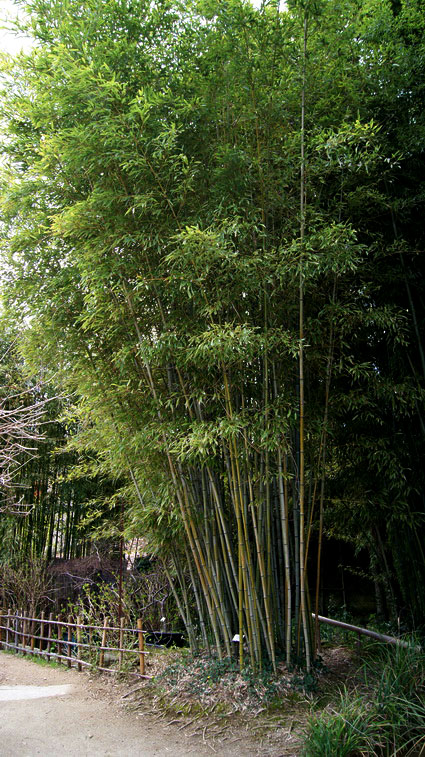 Goldhaar Bambus, Phyllostachys nigra Henonis