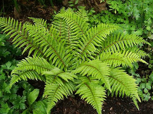 Filigranfarn, Polystichum setiferum Herrenhausen