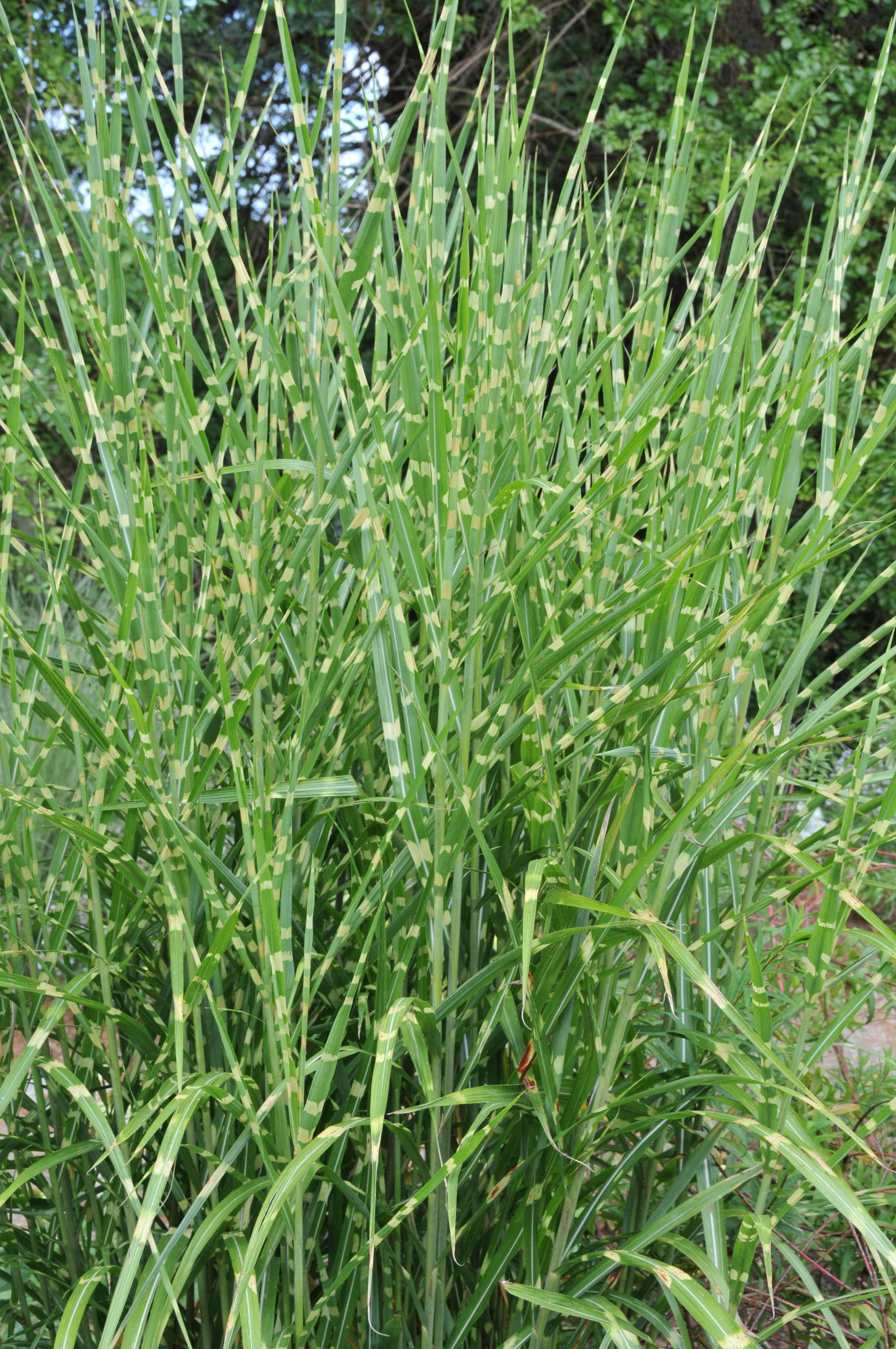 Stachelschweingras, Miscanthus sinensis strictus