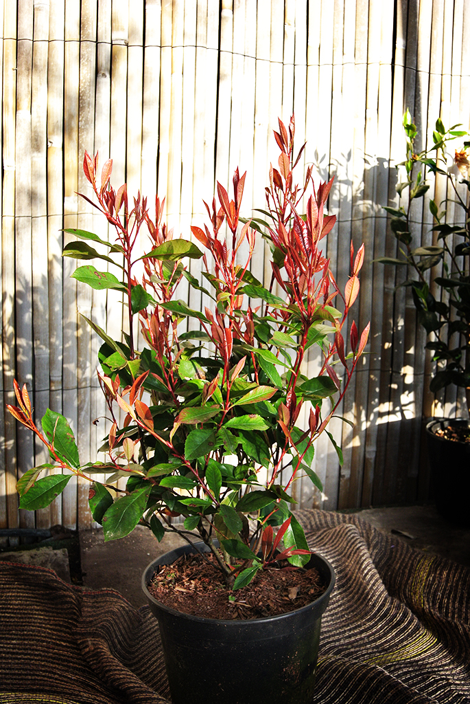 Glanzmispel - Photinia x fraseri Red Robin