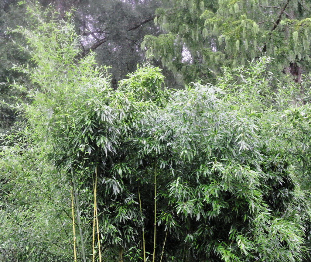 Grüner Bambus, Phyllostachys bissetii