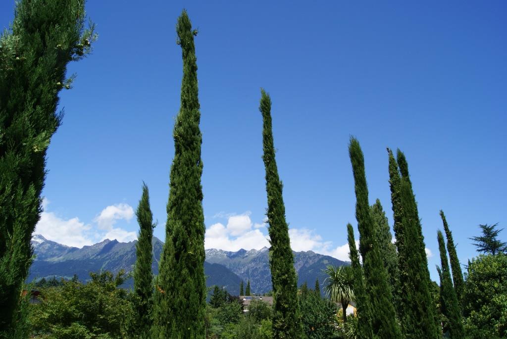 Cupressus sempervirens, Mittelmeerzypresse