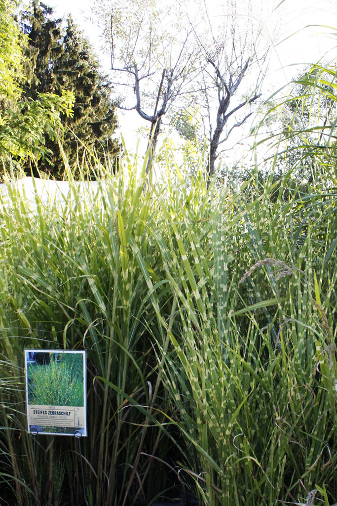 Stachelschweingras, Miscanthus sinensis strictus