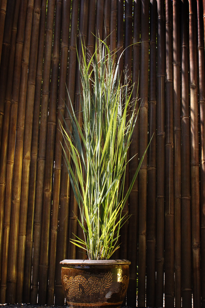 Riesen Rutenhirse, Panicum virgatum Nordwind