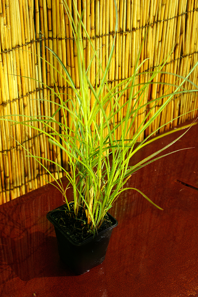 Graziles Chinaschilf, Miscanthus sinensis Kleine Fontäne