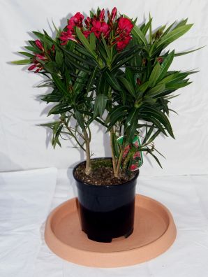 Oleander, Nerium oleander