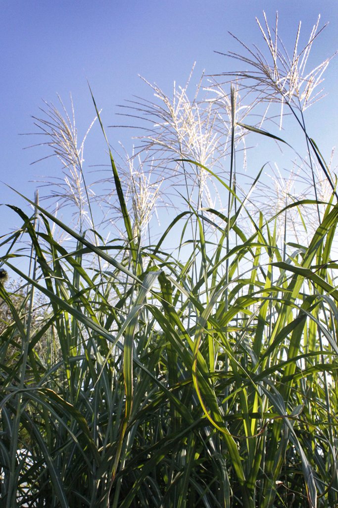 Chinaschilf Silberfeder, Miscanthus sinensis Silberfeder