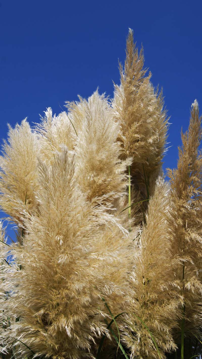 Kompaktes Pampasgras Pumila, Cortaderia selloana Pumila