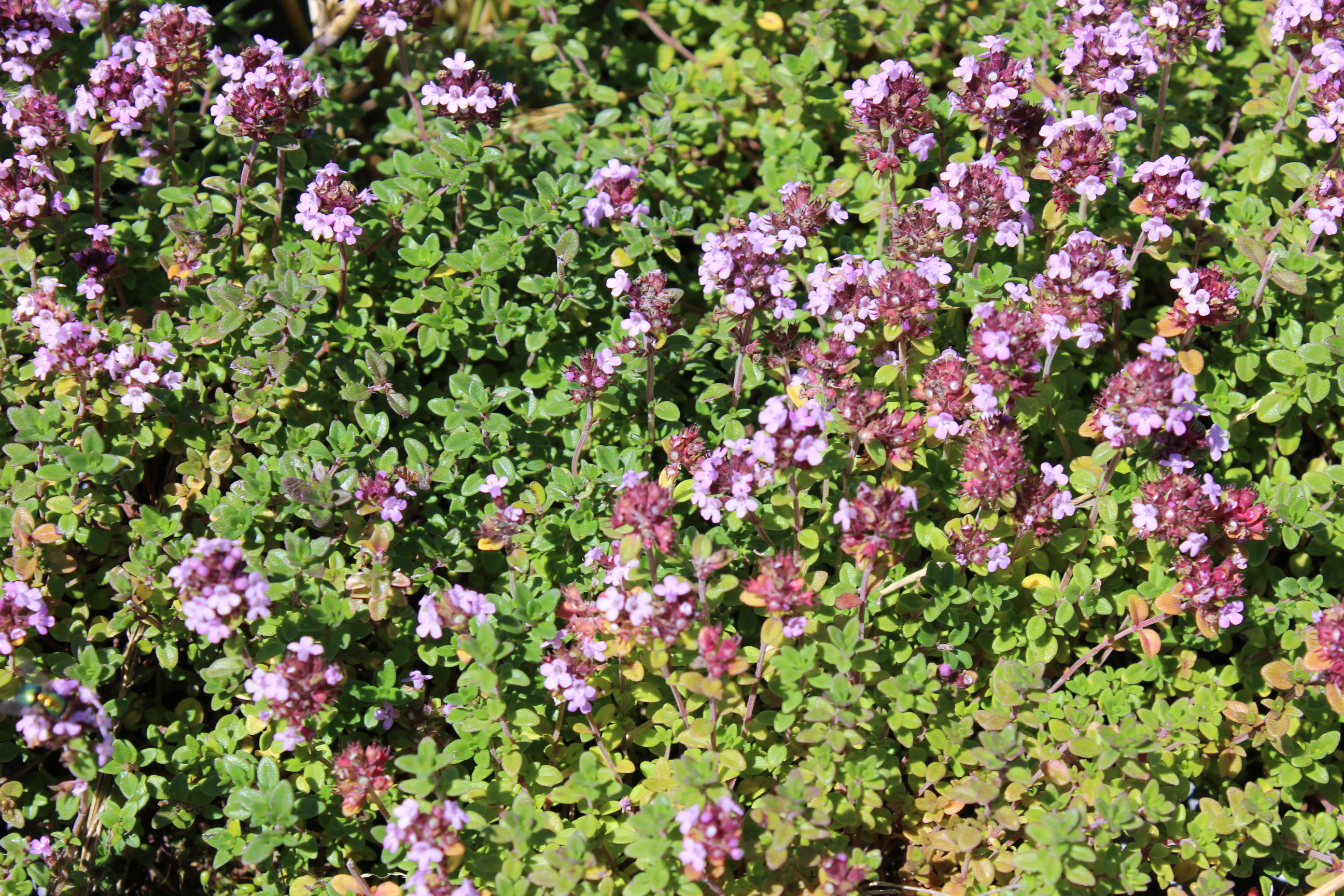 Zwergthymian, Thymus vulgaris Compactus