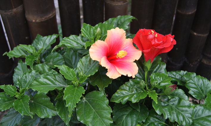 Hibiscus rosa-sinensis, Roseneibisch