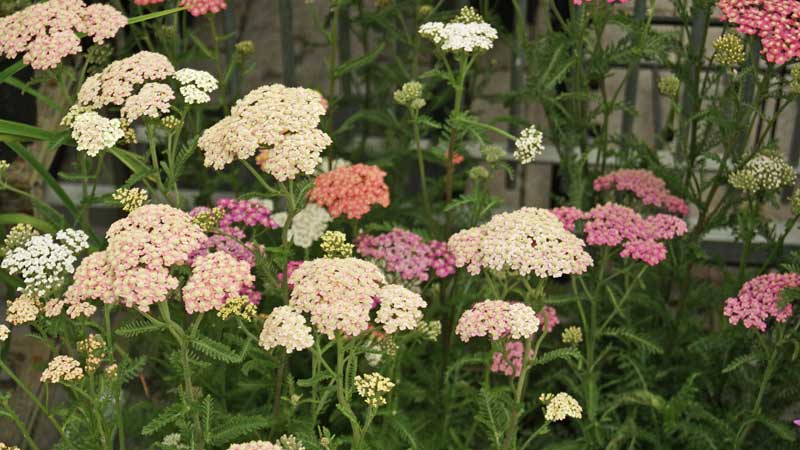 Schafgarbe, Achillea millefolium