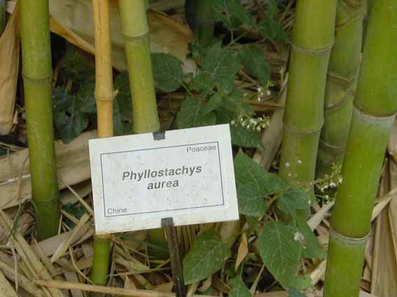 Goldrohr Bambus, Phyllostachys aurea