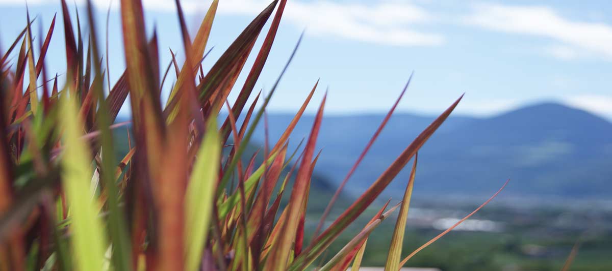 Japanisches Blutgras, Imperata cylindrica Red Baron