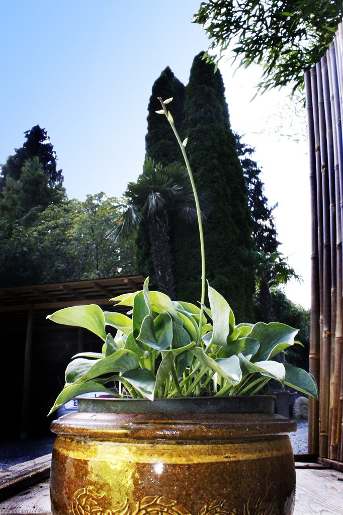 Blaugrüne Zwergfunkie, Hosta tokudama Blue Cadet