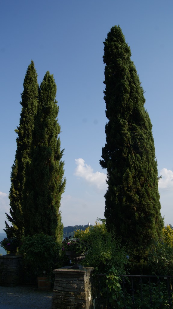 Cupressus sempervirens, Mittelmeerzypresse