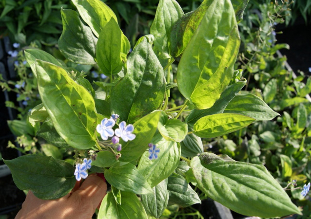 Gedenkemein, Omphalodes verna