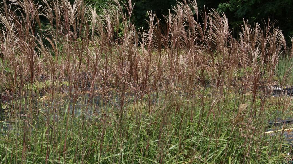 Chinaschilf Malepartus, Miscanthus sinensis Malepartus