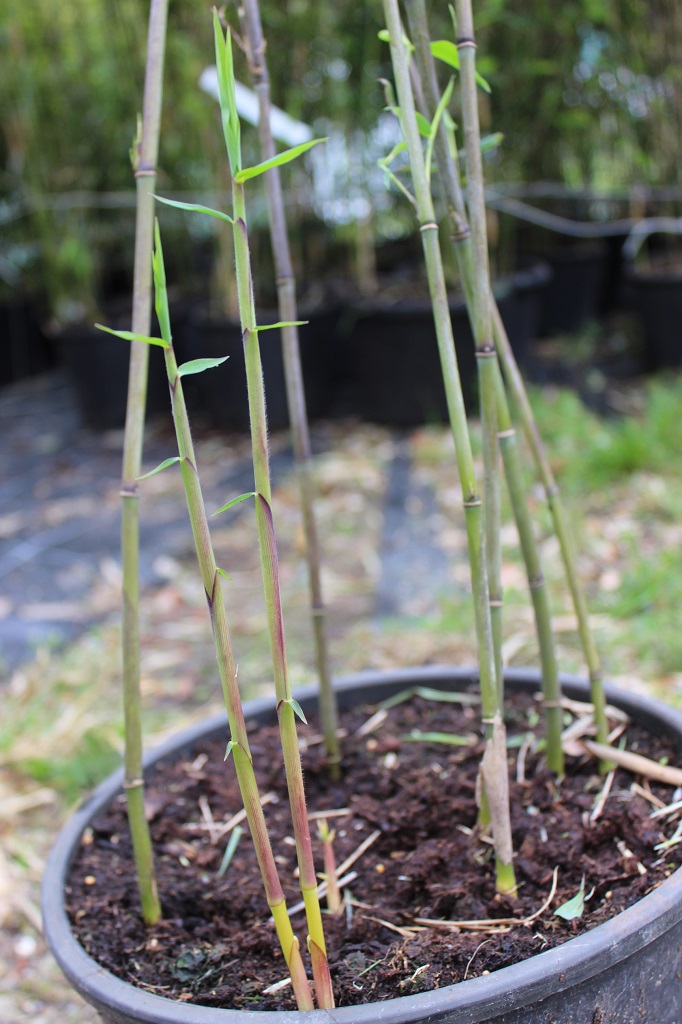 Aufrechter Gartenbambus, Fargesia nitida Aurora