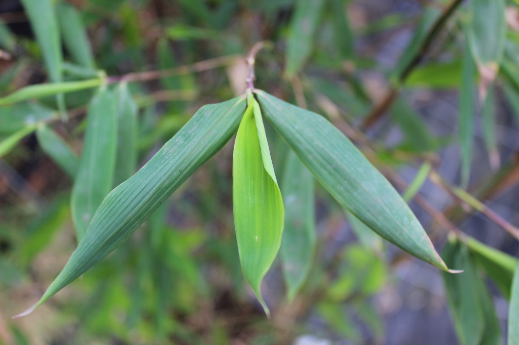 Aufrechter Gartenbambus, Fargesia nitida Aurora