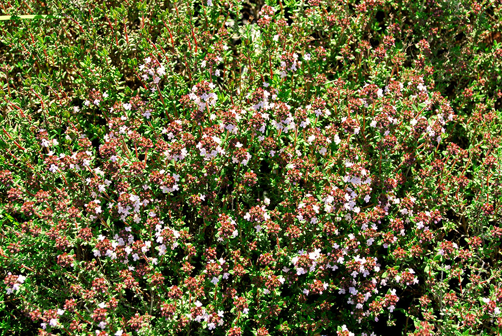 Zwergthymian, Thymus vulgaris Compactus