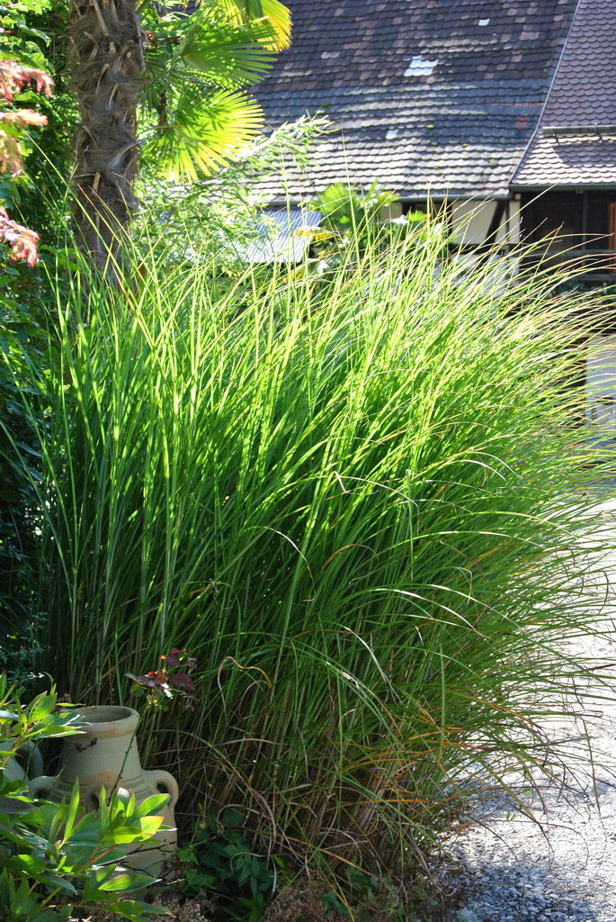 Chinaschilf Eulalia, Miscanthus sinensis gracillimus