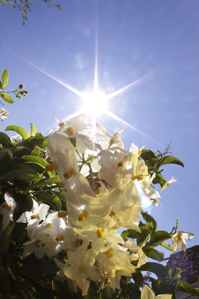 Solanum jasminoides, weißes Solanum