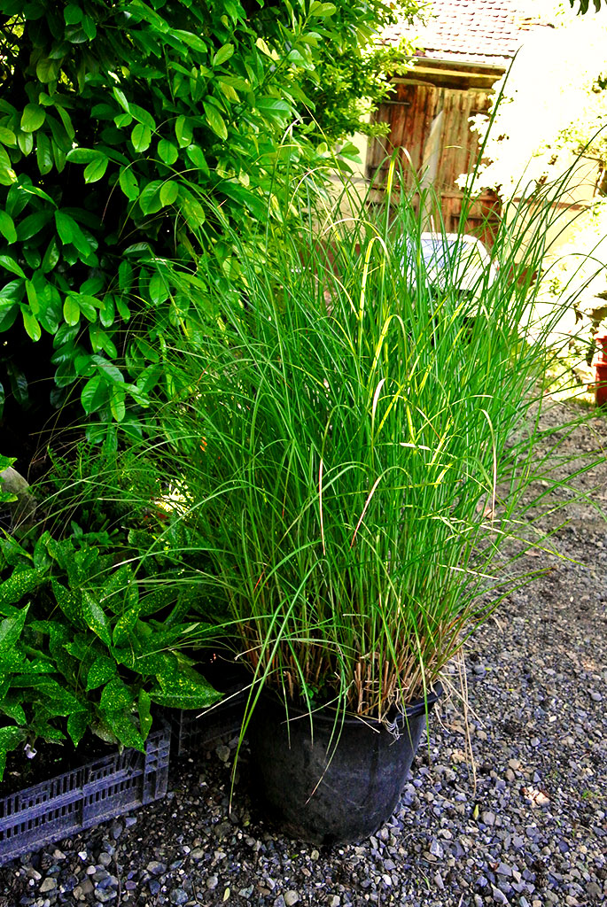 Chinaschilf Eulalia, Miscanthus sinensis gracillimus