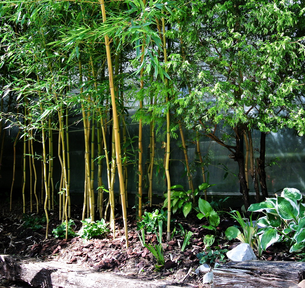 Goldener Peking Bambus, Phyllostachys aureosulcata Aureocaulis