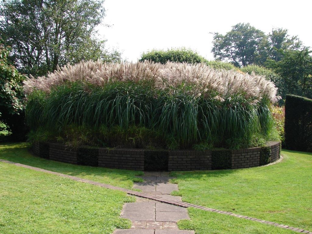 Chinaschilf Silberfeder, Miscanthus sinensis Silberfeder