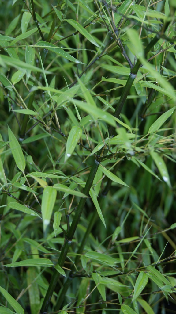 Steinbambus, Phyllostachys nuda