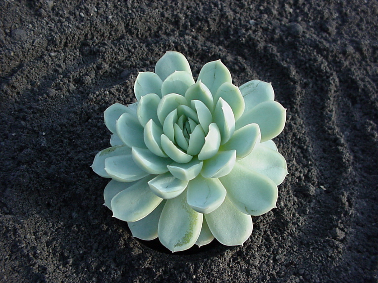 Echeveria, Fettblattrosette in 2 Sorten