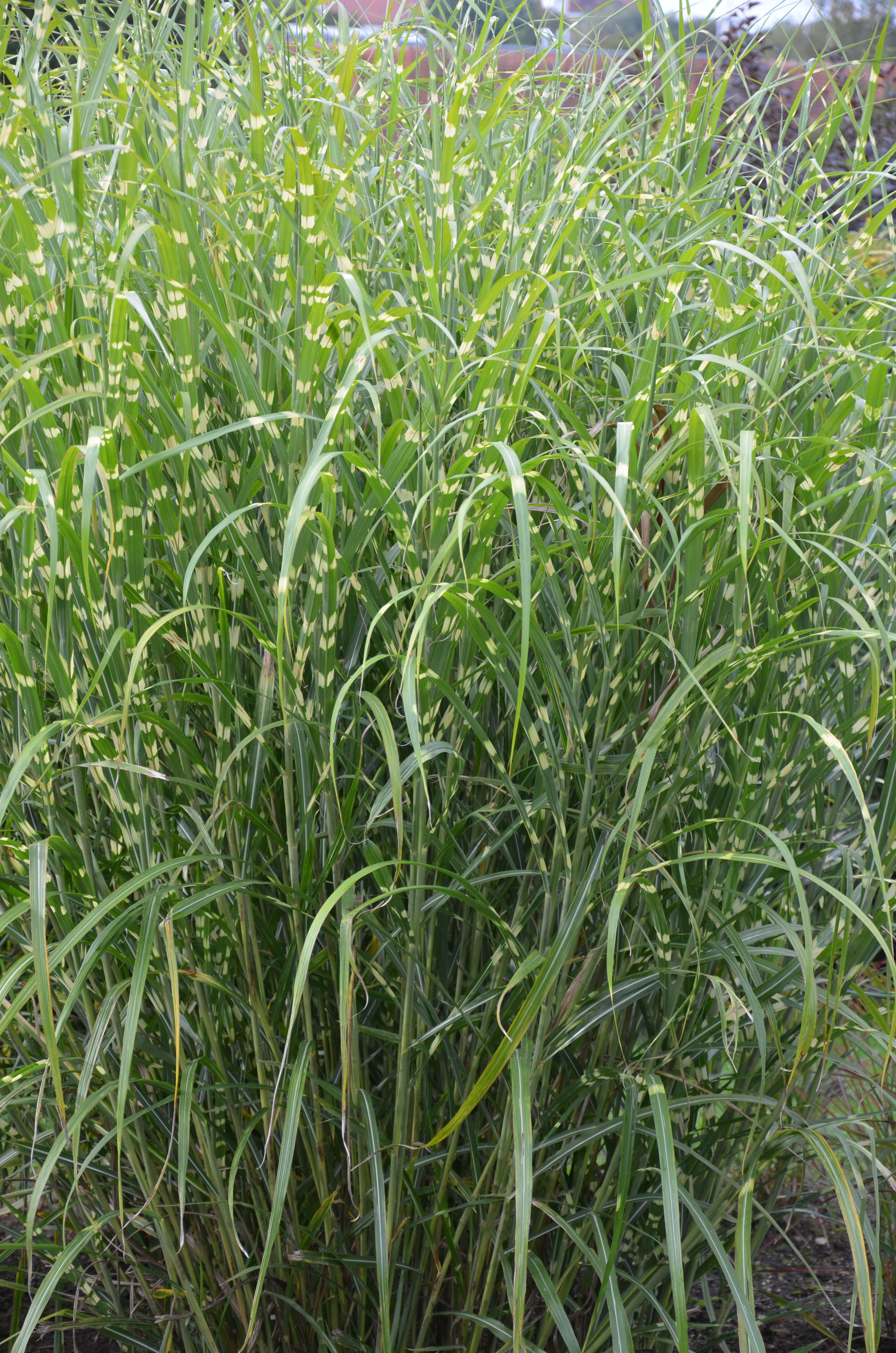 Zebra-Chinaschilf, Miscanthus sinensis Zebrinus