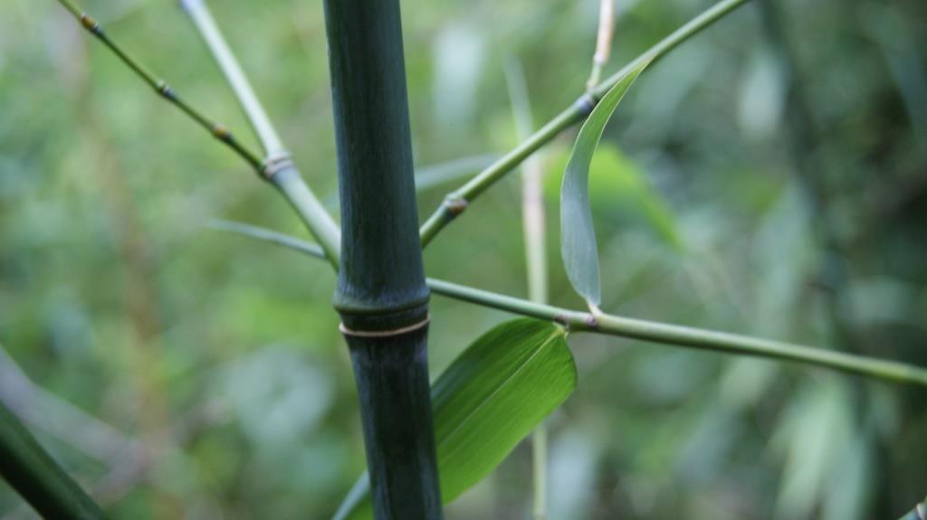 Blauer Bambus, Phyllostachys glauca