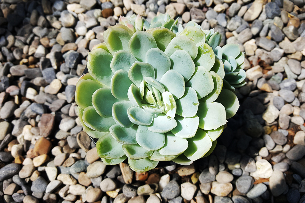 Echeveria, Fettblattrosette in 2 Sorten