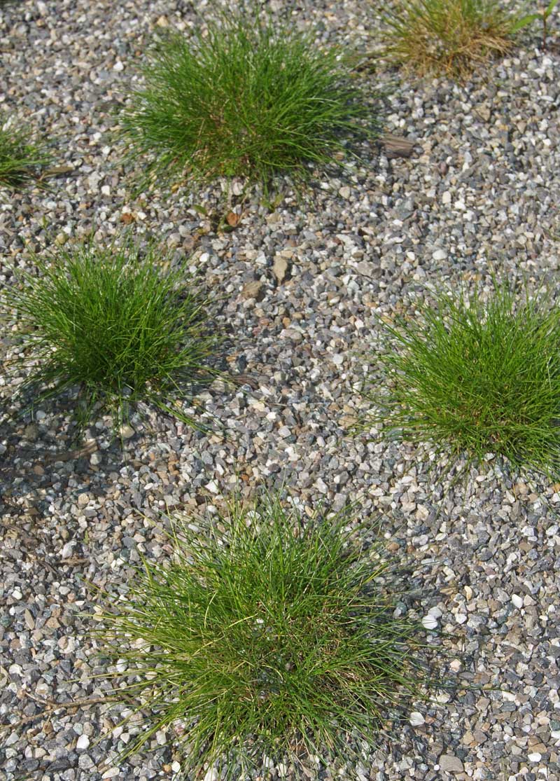 Bärenfell-Schwingel, Festuca gauteri (scoparia)