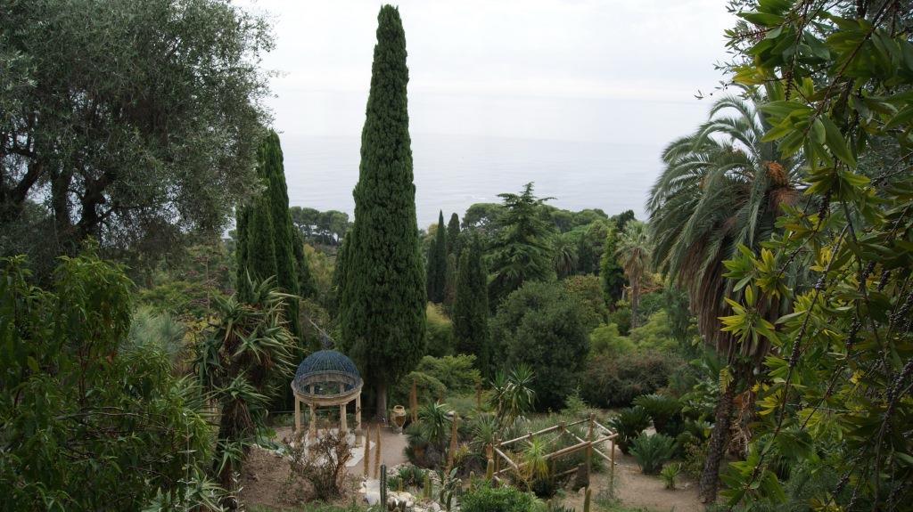 Cupressus sempervirens, Mittelmeerzypresse