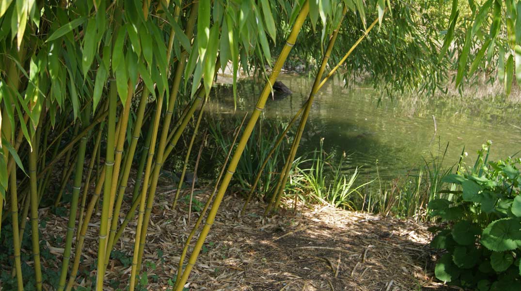 Grüner Bambus, Phyllostachys bissetii