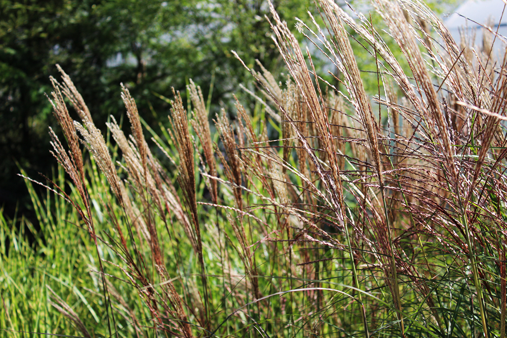 Chinaschilf Ferner Osten, Miscanthus sinensis Ferner Osten