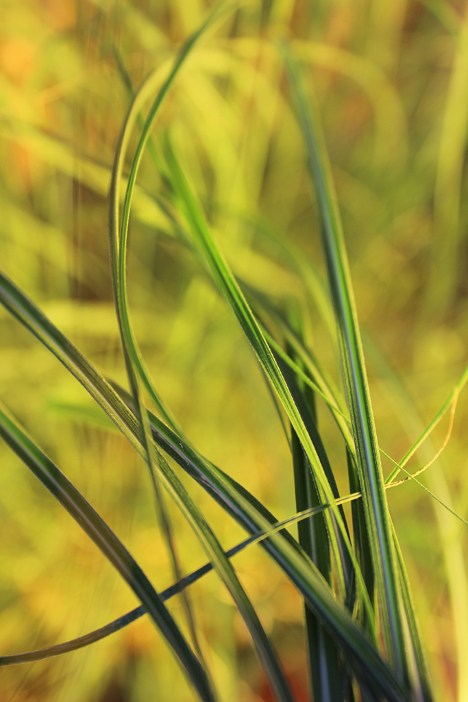 Halbhohes Chinaschilf - Miscanthus yakushima dwarf