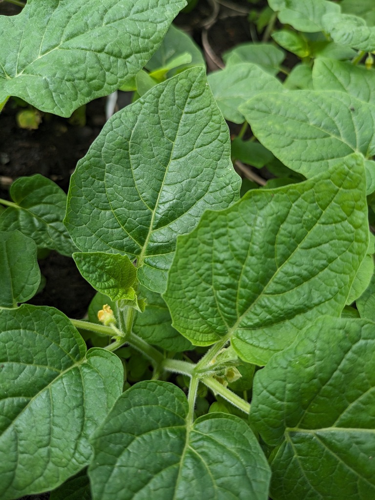 Physalis alkekengi- Riesenlampionblume