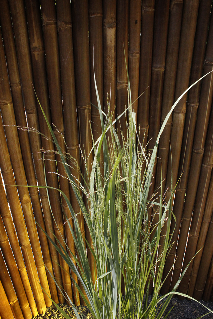 Riesen Rutenhirse, Panicum virgatum Nordwind