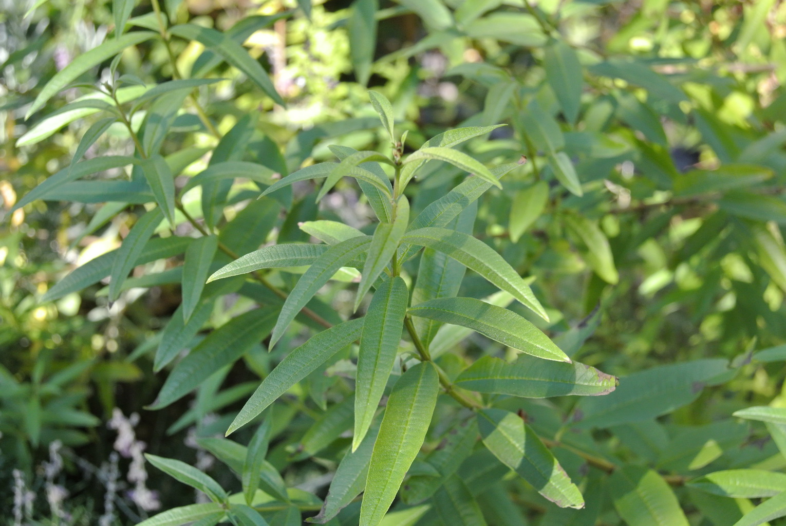 Zitronenverbene, Lippia citriodora