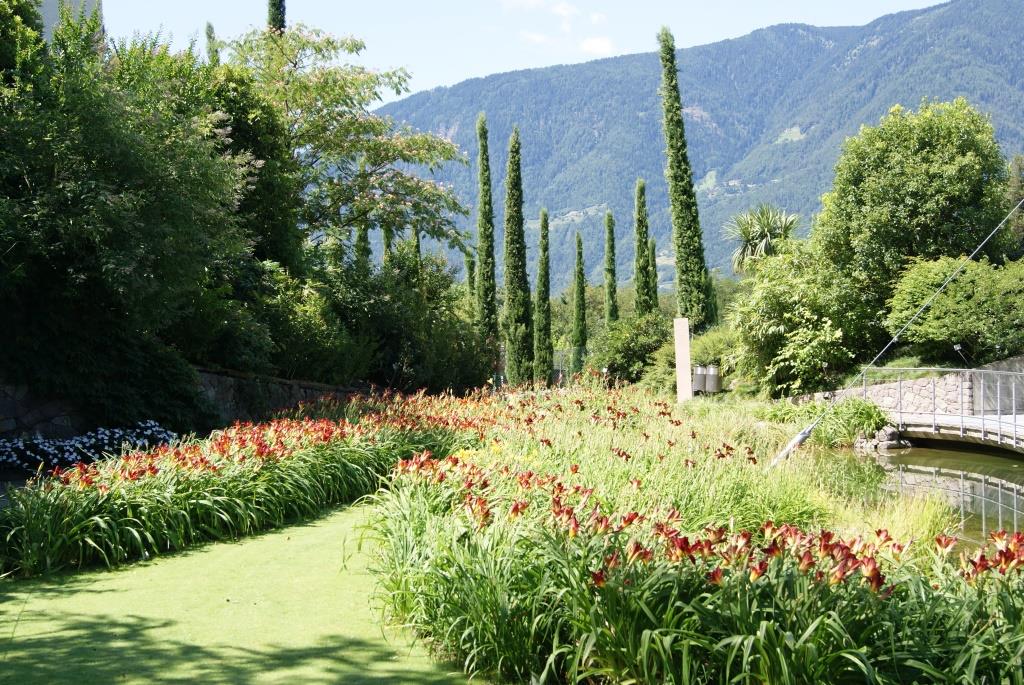 Cupressus sempervirens, Mittelmeerzypresse